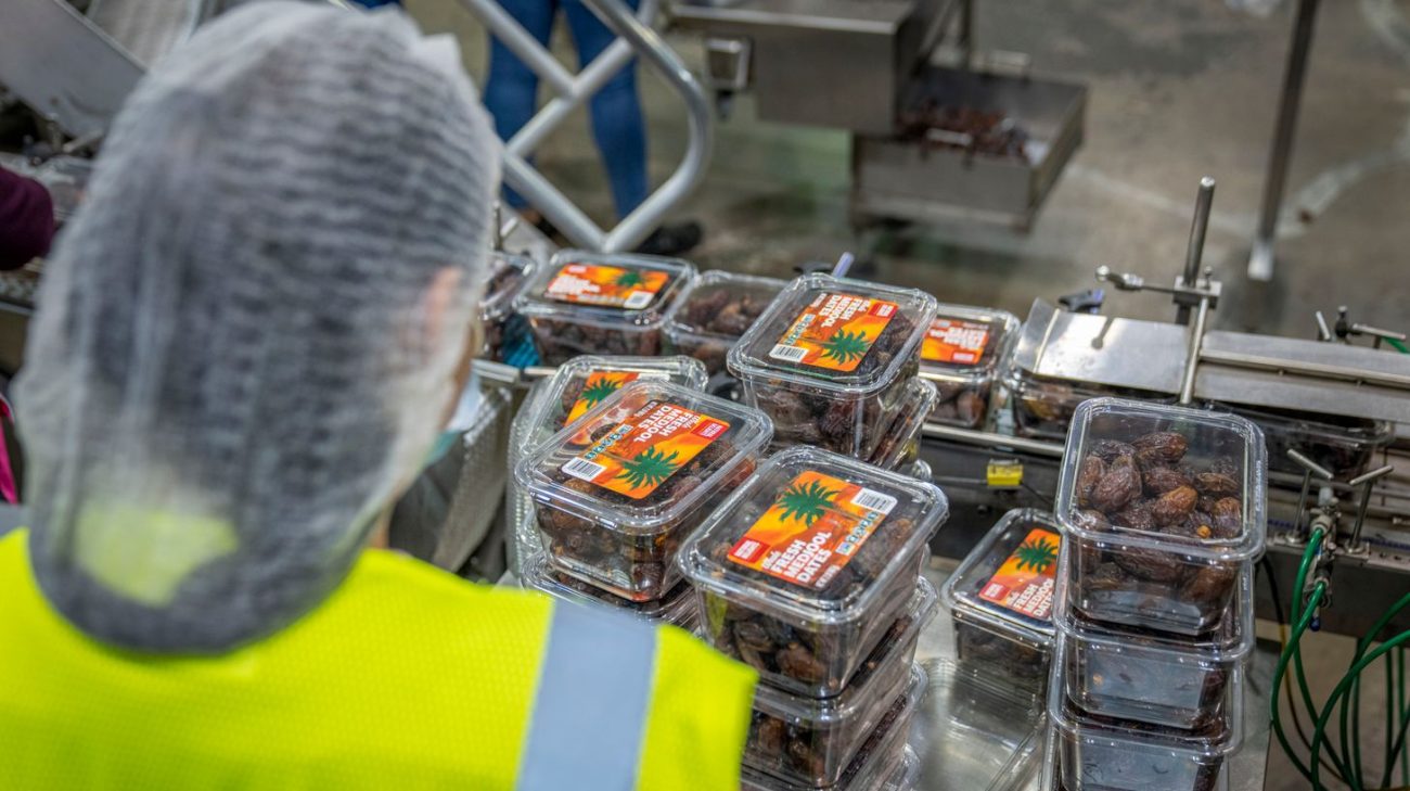 Worker managing freshly coded packs at the end of a packing line